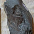 Aporrhais reussi - Brücke über den Bonnewitzer Grund (S177), Pirna-Bonnewitz (Sächsische Schweiz) - Turon, oberes Turon-unteres Coniac - Strehlen-Formation