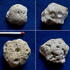 Astrobolia plauensis - Gamighübel, Dresden-Leubnitz - am Gamighübel recht häufig - Cenoman, oberes Cenoman - Dölzschen-Formation