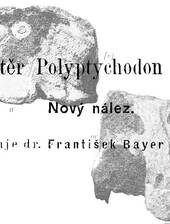 Fr. Bayer über ein Schädelfragment eines kreidezeitlichen Dinosauriers