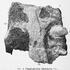- Zámost bei Mladá Boleslav (Jungbunzlau) - Bayer, 1898 Oberkieferfragment (maxillare) nebst Zahnresten