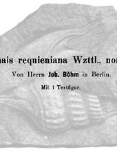J. Böhm über eine Aporrhais aus de Tyssaer Sandstein