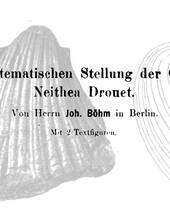 J. Böhm über die Gattung Neithea aus der subhercynen Kreide