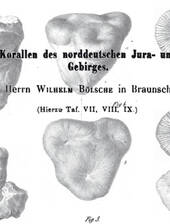 Bölsche, 1866: Anthozoen aus dem Jura und der Kreidezeit