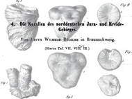 Bölsche, 1866: Anthozoen aus dem Jura und der Kreidezeit