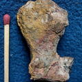 Colonicyathus geinitzi