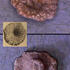 Discosparsa extranea - Hoher Stein, Dresden-Plauen - sonst nur bekannt aus dem BCB - u.a. von Kaňk Na Vrších, Kutná Hora - Cenoman, oberes Cenoman - Dölzschen-Formation cyclostome Bryozoe
