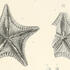 Geinitz, 1871