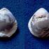 Gibbithyris semiglobosa - ehemaliger Tagebau bei Bílina (Bilin) - links Armklappe/rechts Stielklappe - Turon, oberes Turon - Teplice-Formation