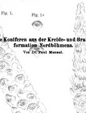 P. Menzel über kretazische und tertiäre Zapfenfunde aus Böhmen