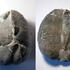 Micraster cf. leskei - Steinbruch bei Úpohlavy, Litomerice - Größe: 7,0x6,0 cm - Turon, oberes Turon - Teplice-Formation, Xb-beta