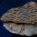 Microphyllia sp.