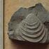 Mytiloides scupini - Brücke über den Bonnewitzer Grund (S177), Pirna-Bonnewitz (Sächsische Schweiz) - det. K.A. Tröger - Turon, oberes Turon - Strehlen-Formation