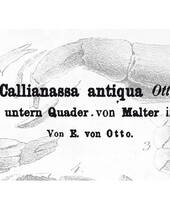 Ernst von Otto: Callianassa antiqua von Malter (Abb. hier aus FRITSCH: Crustaceen)