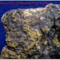 Canleria clemens