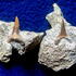 Paranomotodon angustidens - Gamighübel, Dresden-Leubnitz - der am häufigsten zu findende Haifischzahn am Gamighübel - Cenoman, oberes Cenoman - Dölzschen-Formation
