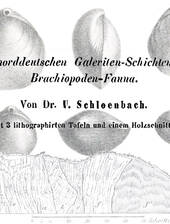 U. Schlönbach: Geologie & Paläontologie der Brachiopoden in der Galeriten-Fazies (Wüllen-Formation)