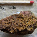 Stylohelia sp.