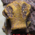 Stylohelia sp.