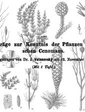 J. Velenovsky: Pflanzenreste aus den Perucer Schichten
