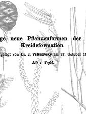 J. Velenovskys Monographie zur Flora der böhmischen Kreide