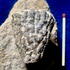 Ventriculites cribrosus - ehemaliger Tagebau bei Bílina (Bilin) - Turon, oberes Turon - Teplice-Formation