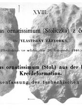 V. Zázvorka über einen Acanthoceraten aus Roudnice