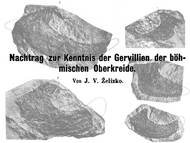 J.V. Želízko über die Gattung Gervillia aus der böhmischen Kreide - Nachtrag